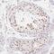 MORC Family CW-Type Zinc Finger 1 antibody, NBP1-84351, Novus Biologicals, Immunohistochemistry frozen image 
