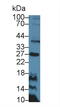 TNF Superfamily Member 8 antibody, LS-C293351, Lifespan Biosciences, Western Blot image 