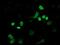 FLYWCH Family Member 2 antibody, NBP2-00646, Novus Biologicals, Immunofluorescence image 
