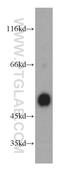Cyclin B2 antibody, 21644-1-AP, Proteintech Group, Western Blot image 