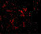 Leucine Rich Repeat And Fibronectin Type III Domain Containing 1 antibody, 5065, ProSci, Immunofluorescence image 