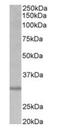 Cardiolipin Synthase 1 antibody, orb125195, Biorbyt, Western Blot image 