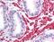 OPA1 Mitochondrial Dynamin Like GTPase antibody, NB110-55290, Novus Biologicals, Immunohistochemistry paraffin image 