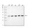DNA excision repair protein ERCC-1 antibody, A00388-4, Boster Biological Technology, Western Blot image 