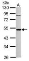 Phosphatidylinositol Glycan Anchor Biosynthesis Class A antibody, NBP2-19827, Novus Biologicals, Western Blot image 