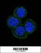 Menin 1 antibody, OAAB10047, Aviva Systems Biology, Immunofluorescence image 