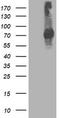 Signal Transducer And Activator Of Transcription 4 antibody, TA503041, Origene, Western Blot image 
