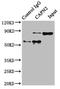Calpain 2 antibody, LS-B12277, Lifespan Biosciences, Immunoprecipitation image 