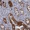 Biogenesis Of Ribosomes BRX1 antibody, HPA039614, Atlas Antibodies, Immunohistochemistry frozen image 