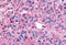 WNK1 antibody, MBS243840, MyBioSource, Immunohistochemistry frozen image 