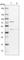 COP9 Signalosome Subunit 4 antibody, HPA036894, Atlas Antibodies, Western Blot image 