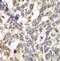 Poly(A)-Specific Ribonuclease antibody, FNab06150, FineTest, Immunohistochemistry frozen image 