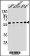 Paired box protein Pax-1 antibody, 55-189, ProSci, Western Blot image 