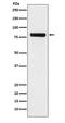 Protein transport protein Sec23A antibody, M05287, Boster Biological Technology, Western Blot image 