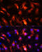 Ring Finger Protein 149 antibody, 16-147, ProSci, Immunofluorescence image 