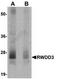RWD Domain Containing 3 antibody, TA306847, Origene, Western Blot image 