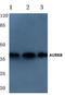 Aurora Kinase B antibody, AP06597PU-N, Origene, Western Blot image 