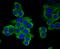 Methionine aminopeptidase 2 antibody, A03648-1, Boster Biological Technology, Immunocytochemistry image 