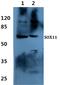 SRY-Box 11 antibody, A02603, Boster Biological Technology, Western Blot image 