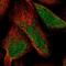 Castor Zinc Finger 1 antibody, NBP1-86617, Novus Biologicals, Immunofluorescence image 