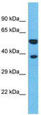 Olfactory Receptor Family 4 Subfamily L Member 1 antibody, TA337511, Origene, Western Blot image 