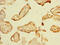 NHL Repeat Containing 2 antibody, CSB-PA850853LA01HU, Cusabio, Immunohistochemistry paraffin image 