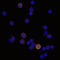 Fc Fragment Of IgE Receptor II antibody, AF123, R&D Systems, Immunocytochemistry image 
