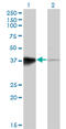 Homeobox protein Hox-B5 antibody, LS-C197436, Lifespan Biosciences, Western Blot image 