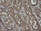 PHD Finger Protein 7 antibody, LS-C173961, Lifespan Biosciences, Immunohistochemistry frozen image 