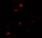 Pellino-1 antibody, A05921, Boster Biological Technology, Immunofluorescence image 