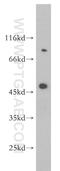 SH3 Domain Binding Protein 5 antibody, 11127-2-AP, Proteintech Group, Western Blot image 