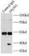 ER Lipid Raft Associated 1 antibody, FNab02848, FineTest, Immunoprecipitation image 