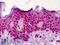 Nucleoporin 107 antibody, LS-B4984, Lifespan Biosciences, Immunohistochemistry frozen image 