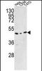TRNA Methyltransferase O antibody, PA5-49602, Invitrogen Antibodies, Western Blot image 