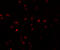 Interferon Induced Transmembrane Protein 1 antibody, 5807, ProSci Inc, Immunofluorescence image 