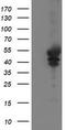 Vasodilator Stimulated Phosphoprotein antibody, TA502491S, Origene, Western Blot image 