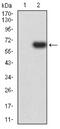 Eukaryotic translation initiation factor 5 antibody, NBP2-61763, Novus Biologicals, Western Blot image 
