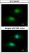 Bisphosphoglycerate Mutase antibody, LS-B10833, Lifespan Biosciences, Immunocytochemistry image 