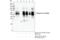 Microtubule Associated Protein Tau antibody, 49561S, Cell Signaling Technology, Immunoprecipitation image 