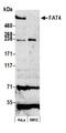 FAT Atypical Cadherin 4 antibody, NBP2-78795, Novus Biologicals, Western Blot image 