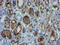 Protein ZNF365 antibody, LS-C175130, Lifespan Biosciences, Immunohistochemistry frozen image 