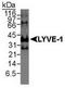 HAR antibody, TA301773, Origene, Western Blot image 