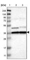 Oligodendrocyte Transcription Factor 3 antibody, NBP1-88627, Novus Biologicals, Western Blot image 