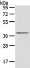 Protein Wnt-10a antibody, TA351952, Origene, Western Blot image 