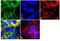 MARVEL domain-containing protein 2 antibody, GTX54515, GeneTex, Immunofluorescence image 