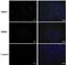 Enterovirus 71 antibody, NBP2-42843, Novus Biologicals, Immunocytochemistry image 