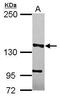 MutS Homolog 3 antibody, PA5-29829, Invitrogen Antibodies, Western Blot image 