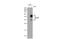 Homeobox protein DLX-2 antibody, GTX129123, GeneTex, Western Blot image 