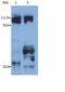 Kinesin antibody, LS-C46099, Lifespan Biosciences, Western Blot image 