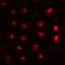 Cystatin 9 Like antibody, orb256479, Biorbyt, Immunofluorescence image 